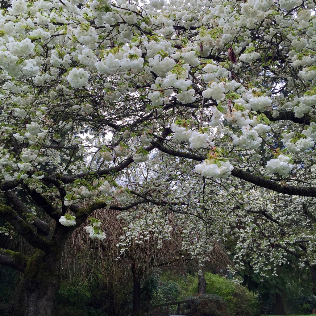 Cherry blossoms, Vancouver