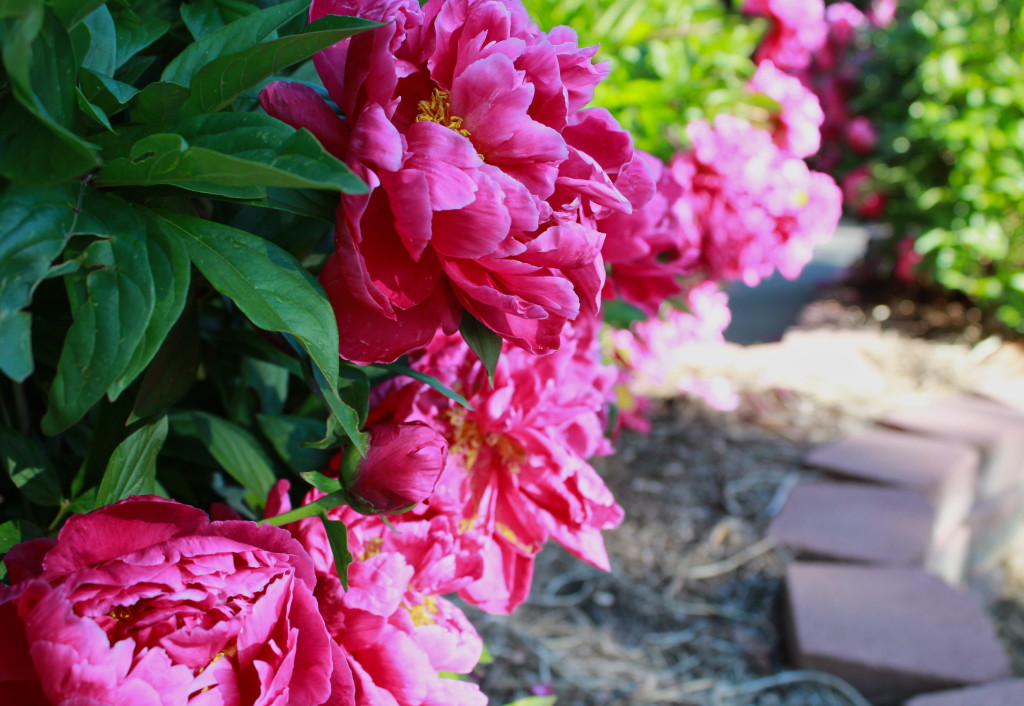 Gorgeous spring peonies are still in bloom in Colorado!