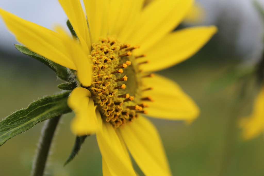 Colorado Wildflower