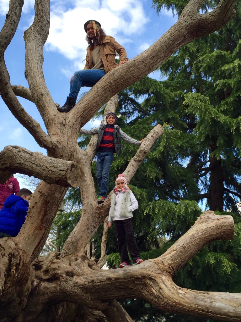 Kids on the old tree in Stanley Park