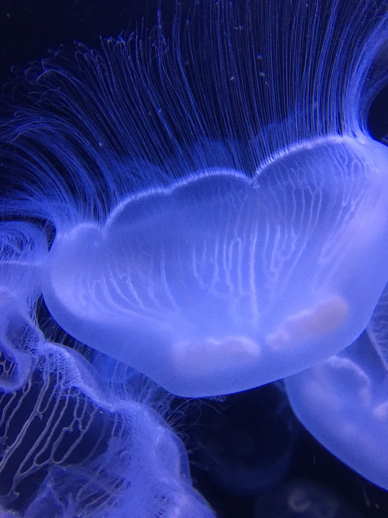 Jellyfish, Vancouver Aquarium