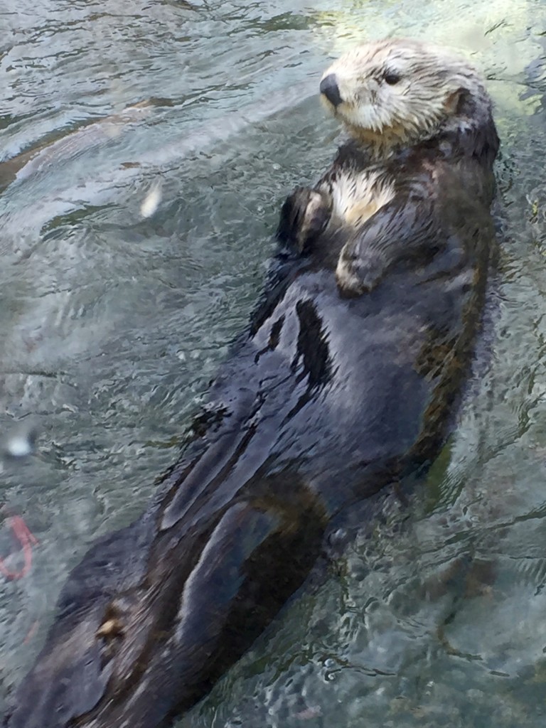 Sea Otter, Vancouver Aquarium