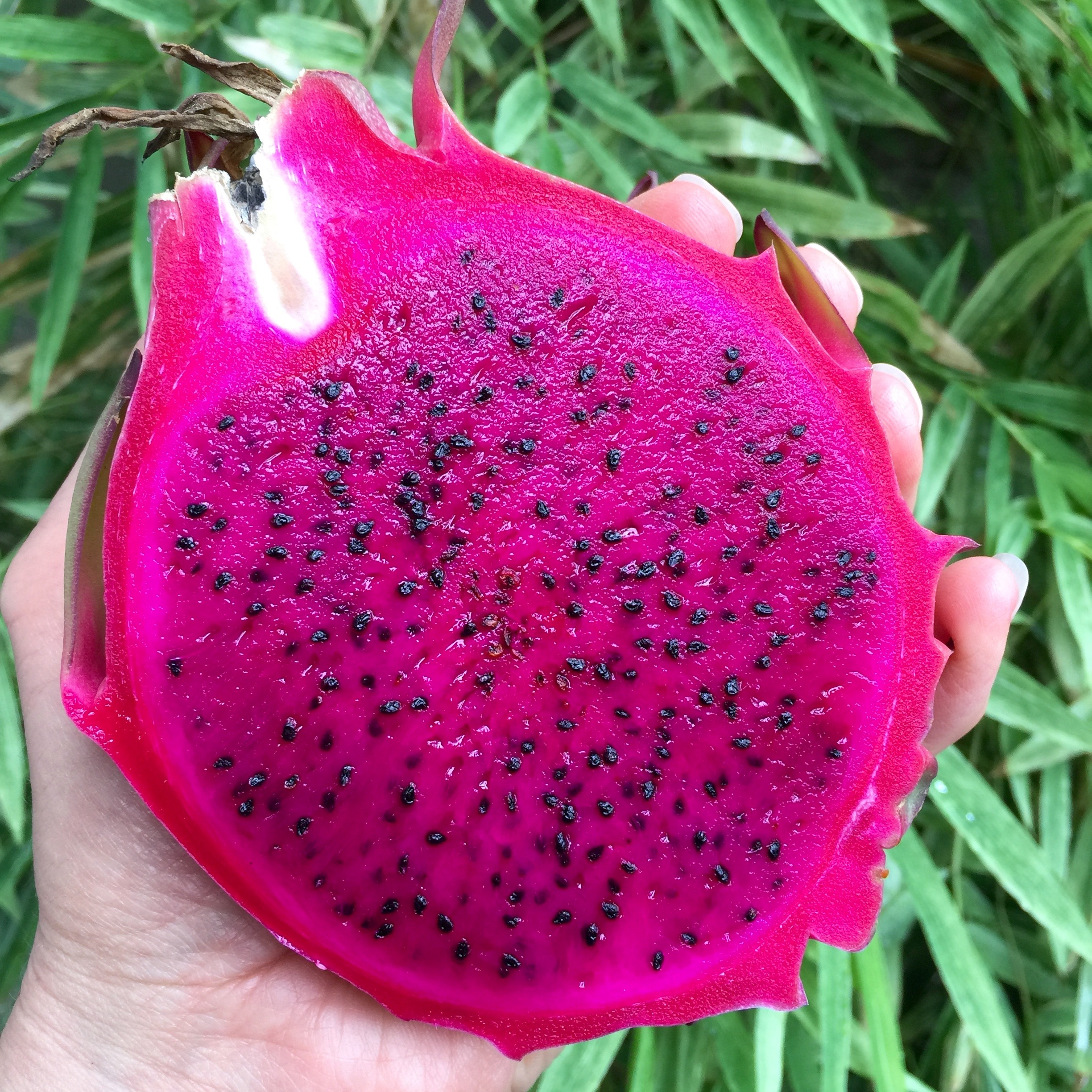 Dragonfruit